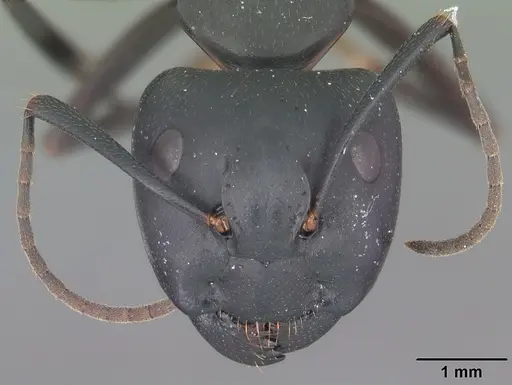 Camponotus pennsylvanicus specimen CASENT0103694 image casent0103694_2