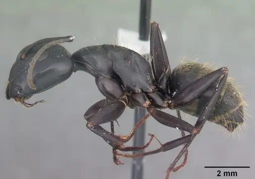 Camponotus pennsylvanicus specimen CASENT0103694 image casent0103694_3