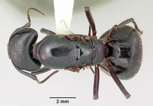 Camponotus pennsylvanicus specimen CASENT0104865 image casent0104865_1