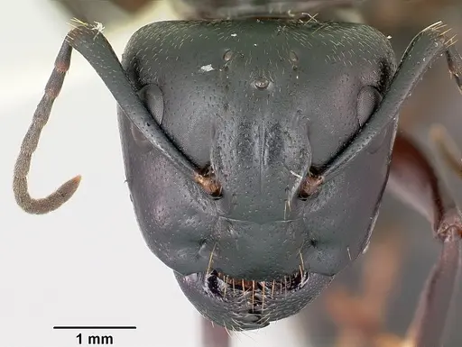Camponotus pennsylvanicus specimen CASENT0104865 image casent0104865_2