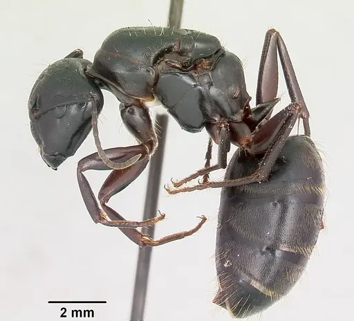 Camponotus pennsylvanicus specimen CASENT0104865 image casent0104865_3
