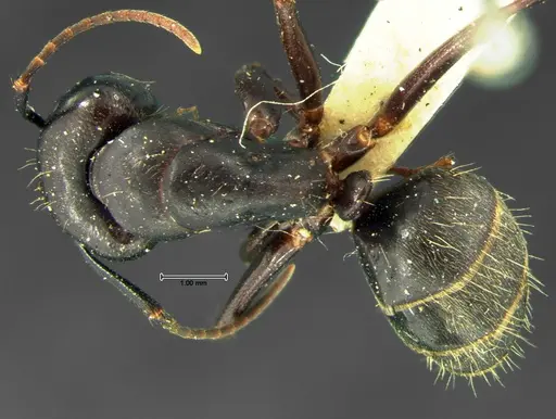 Camponotus pennsylvanicus specimen CASENT0105677 image casent0105677_1