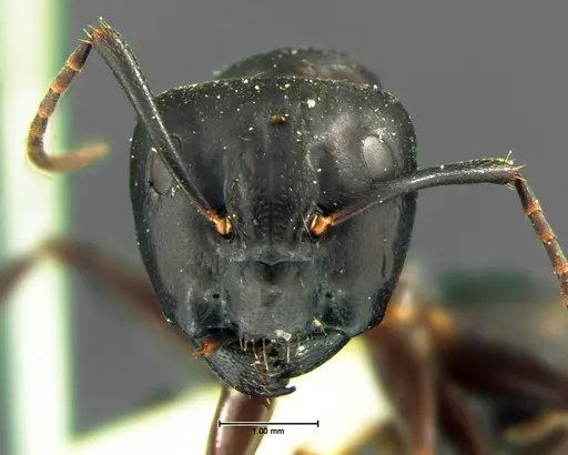 Camponotus pennsylvanicus specimen CASENT0105677 image casent0105677_2