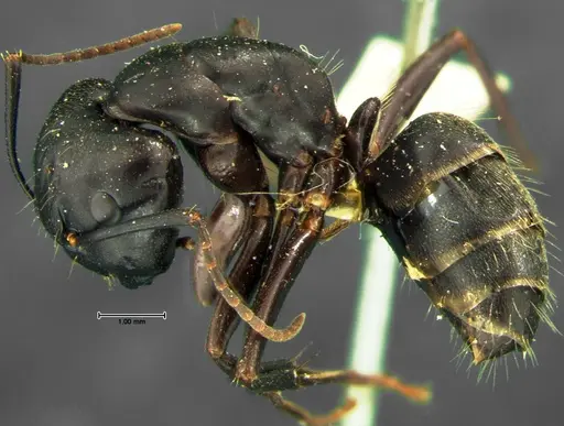 Camponotus pennsylvanicus specimen CASENT0105677 image casent0105677_3