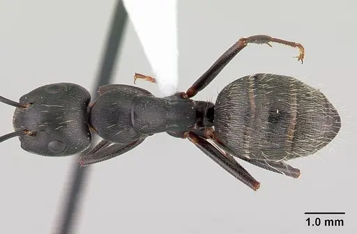 Camponotus pennsylvanicus specimen CASENT0179608 image casent0179608_1