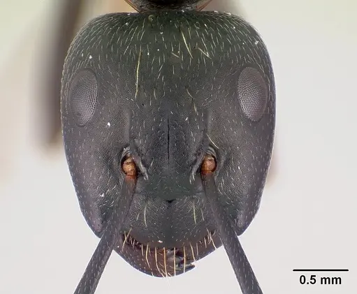 Camponotus pennsylvanicus specimen CASENT0179608 image casent0179608_2