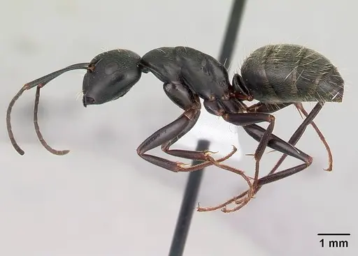Camponotus pennsylvanicus specimen CASENT0179608 image casent0179608_3