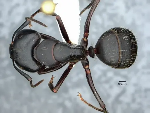 Camponotus pennsylvanicus specimen CASENT0882179 image casent0882179_1