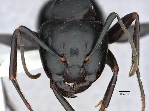 Camponotus pennsylvanicus specimen CASENT0882179 image casent0882179_2