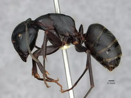 Camponotus pennsylvanicus specimen CASENT0882179 image casent0882179_3