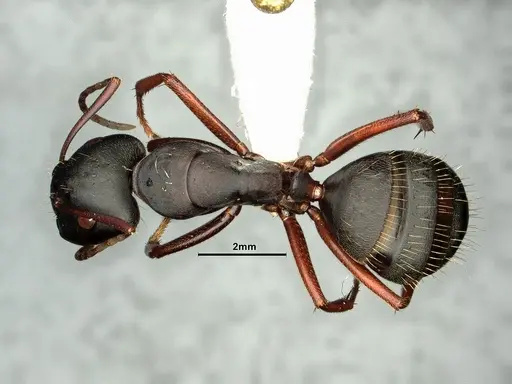 Camponotus pennsylvanicus specimen CASENT0884100 image casent0884100_1