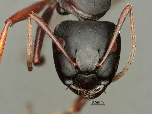 Camponotus pennsylvanicus specimen CASENT0884100 image casent0884100_2