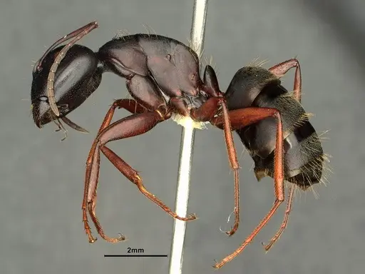 Camponotus pennsylvanicus specimen CASENT0884100 image casent0884100_3