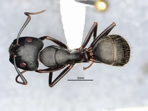Camponotus pennsylvanicus specimen CASENT4031384 image casent4031384_1