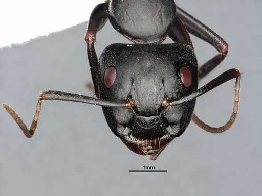 Camponotus pennsylvanicus specimen CASENT4031384 image casent4031384_2