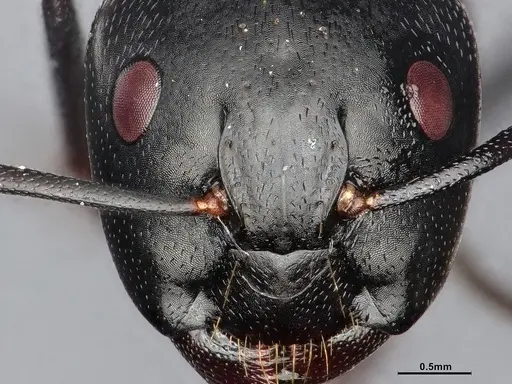 Camponotus pennsylvanicus specimen CASENT4031384 image casent4031384_3