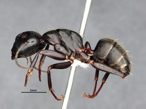 Camponotus pennsylvanicus specimen CASENT4031384 image casent4031384_4