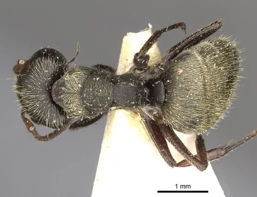 Camponotus peperi specimen CASENT0910705 image casent0910705_1