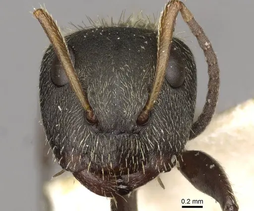 Camponotus peperi specimen CASENT0910705 image casent0910705_2