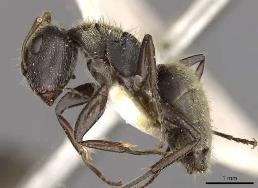 Camponotus peperi specimen CASENT0910705 image casent0910705_3