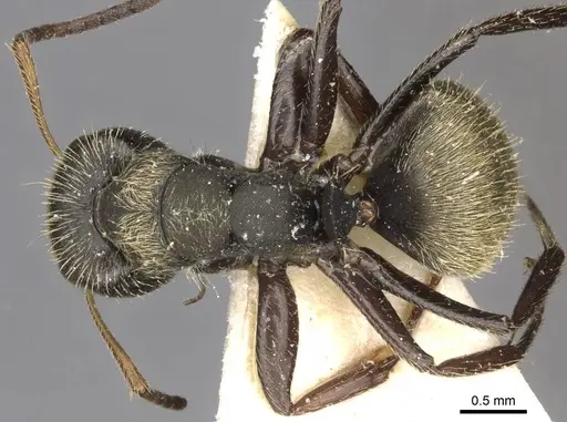 Camponotus peperi specimen CASENT0910706 image casent0910706_1