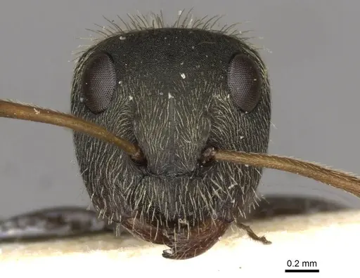 Camponotus peperi specimen CASENT0910706 image casent0910706_2