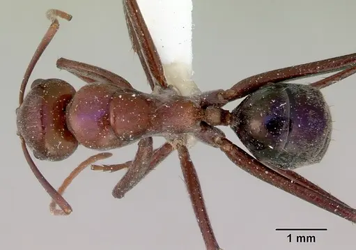 Camponotus perrisii specimen CASENT0172161 image casent0172161_1