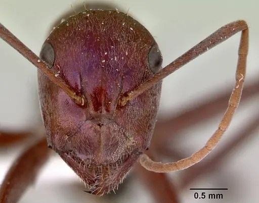 Camponotus perrisii specimen CASENT0172161 image casent0172161_2