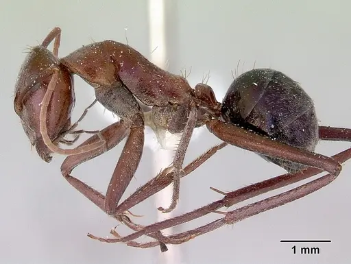 Camponotus perrisii specimen CASENT0172161 image casent0172161_3