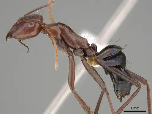Camponotus perrisii specimen CASENT0887678 image casent0887678_1