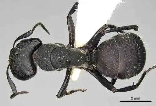 Camponotus perrisii specimen CASENT0906874 image casent0906874_1