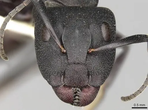 Camponotus perrisii specimen CASENT0906874 image casent0906874_2
