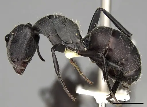 Camponotus perrisii specimen CASENT0906874 image casent0906874_3