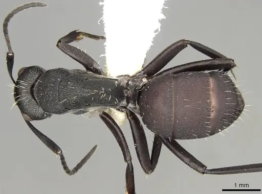 Camponotus perrisii specimen CASENT0906875 image casent0906875_1