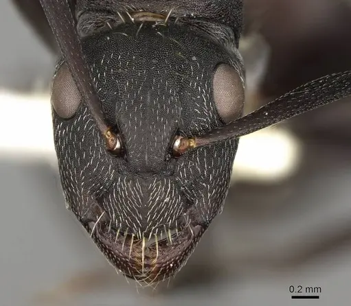 Camponotus perrisii specimen CASENT0906875 image casent0906875_2