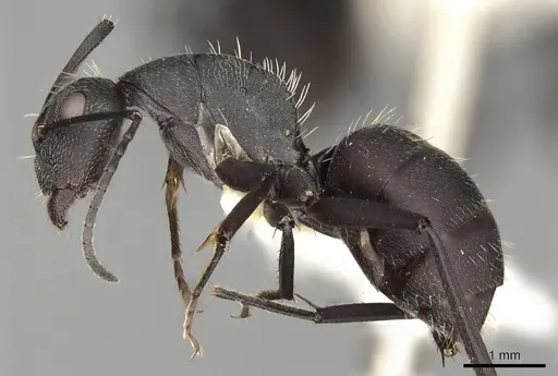 Camponotus perrisii specimen CASENT0906875 image casent0906875_3