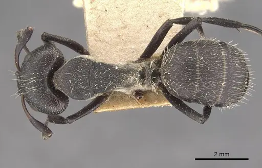 Camponotus perrisii specimen CASENT0910471 image casent0910471_1