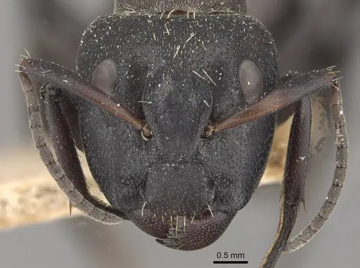 Camponotus perrisii specimen CASENT0910471 image casent0910471_2