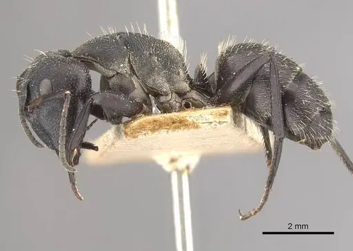 Camponotus perrisii specimen CASENT0910471 image casent0910471_3