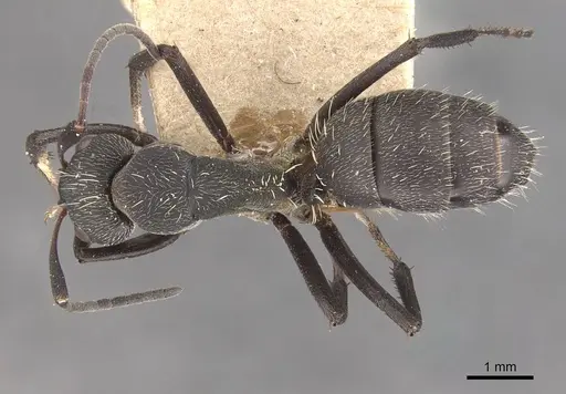 Camponotus perrisii specimen CASENT0910472 image casent0910472_1