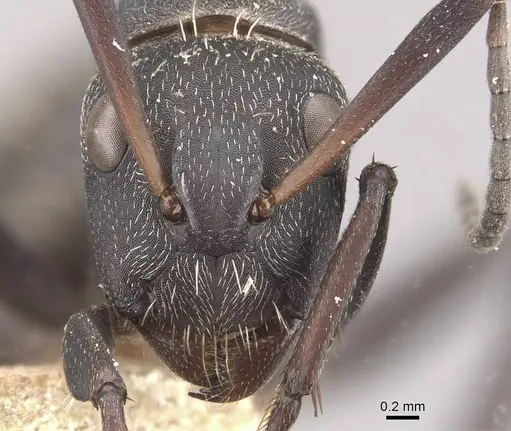 Camponotus perrisii specimen CASENT0910472 image casent0910472_2