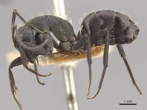 Camponotus perrisii specimen CASENT0910472 image casent0910472_3