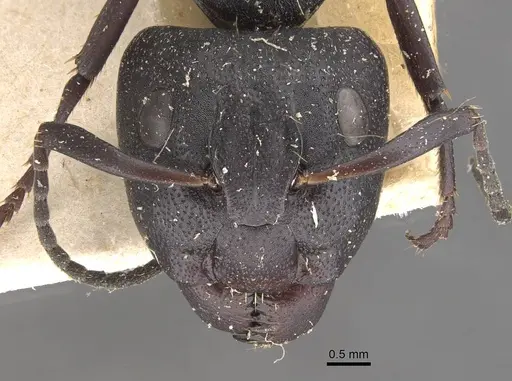 Camponotus perrisii specimen CASENT0910473 image casent0910473_2