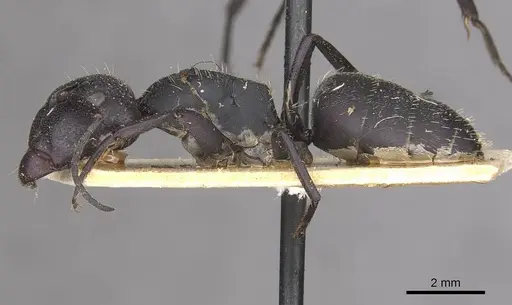 Camponotus perrisii specimen CASENT0910473 image casent0910473_3