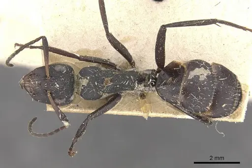 Camponotus perrisii specimen CASENT0910474 image casent0910474_1
