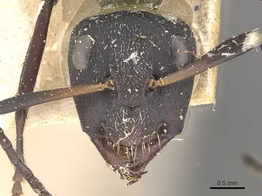 Camponotus perrisii specimen CASENT0910474 image casent0910474_2