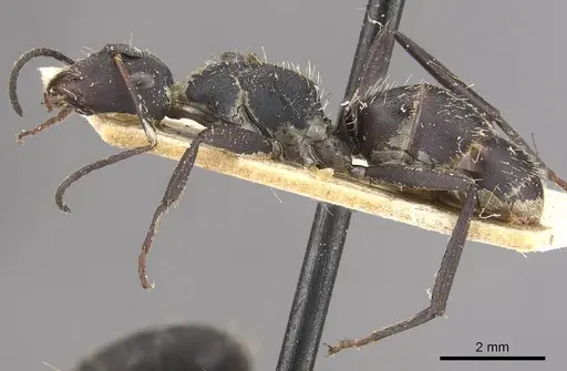 Camponotus perrisii specimen CASENT0910474 image casent0910474_3