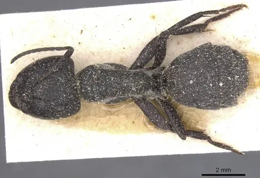 Camponotus perrisii specimen CASENT0911848 image casent0911848_1