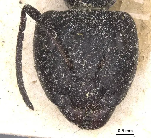Camponotus perrisii specimen CASENT0911848 image casent0911848_2