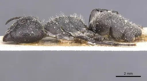 Camponotus perrisii specimen CASENT0911848 image casent0911848_3